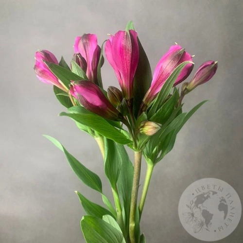 3 Альстромерии ярко-розовая