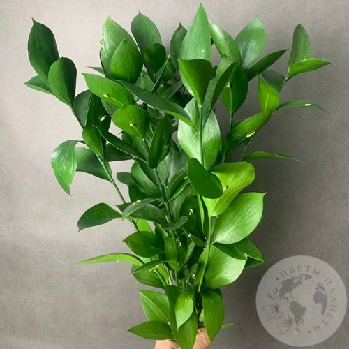 Рускус 9 шт. в магазине Цветы Планеты