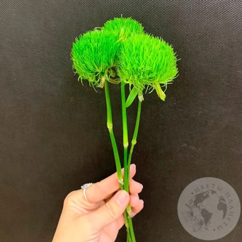 3 гвоздики Грин Трик в магазине Цветы Планеты