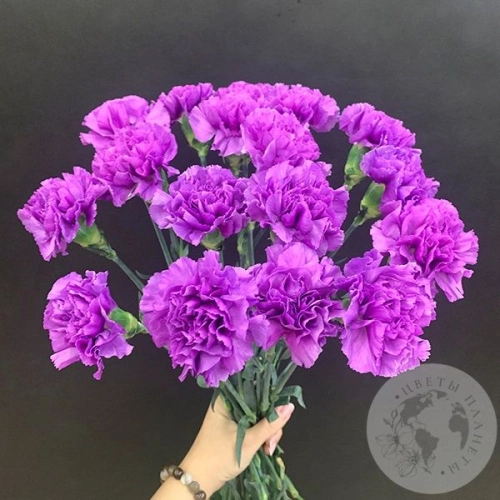 Лунная гвоздика 17 шт. в магазине Цветы Планеты