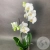 Орхидея белая в магазине Цветы Планеты Орхидея белая