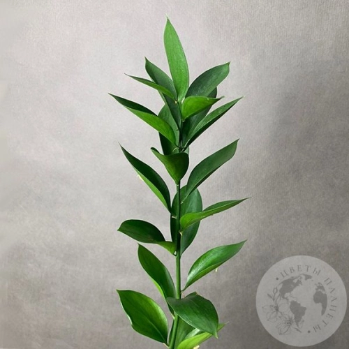 Рускус Рускус в магазине Цветы Планеты