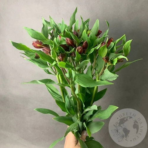 9 Альстромерий красных в магазине Цветы Планеты 9 Альстромерий красных