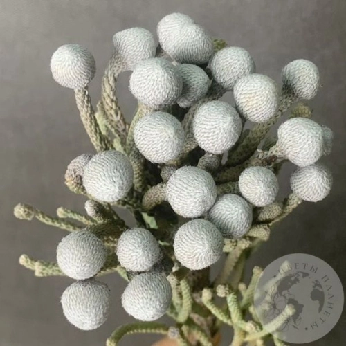 Бруния в магазине Цветы Планеты