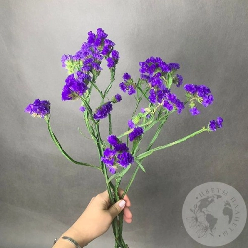 Статица синяя 3 шт. в магазине Цветы Планеты