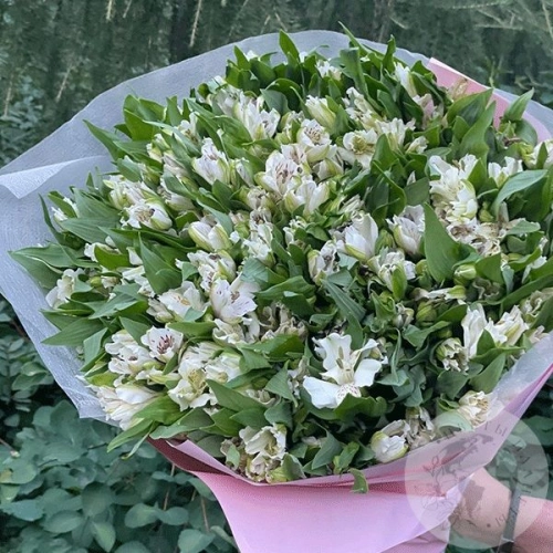 Букет из 51 альстромерии белой