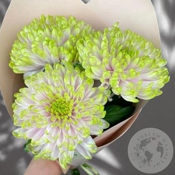 3 хризантемы зеленой 3 хризантемы зеленой