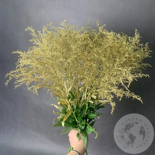 Солидаго Золото 11 шт. в магазине Цветы Планеты