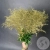 Солидаго Золото 11 шт. Солидаго Золото 11 шт. в магазине Цветы Планеты