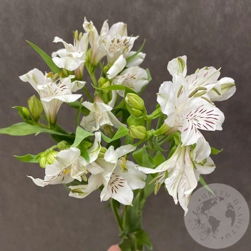 3 Альстромерии белых