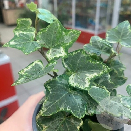 Фикус Тинеке