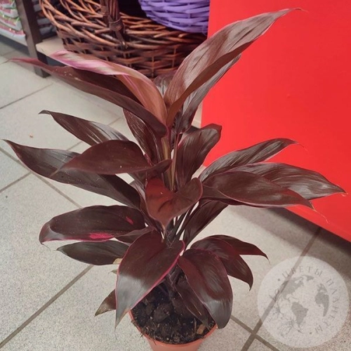 Кордилина в магазине Цветы Планеты