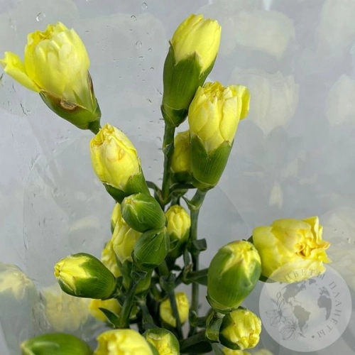 11 кустовых гвоздик желтых в магазине Цветы Планеты 11 кустовых гвоздик желтых