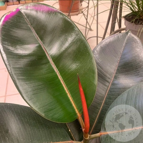 Фикус Абиджан