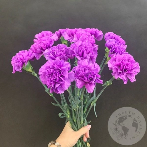 Лунная гвоздика 15 шт. в магазине Цветы Планеты