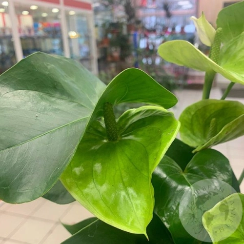 Антуриум домашний