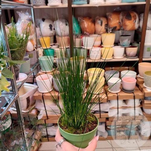 Джункус (Ситник)