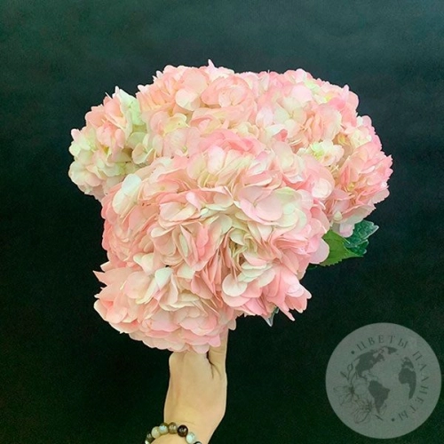 3 гортензии розовых