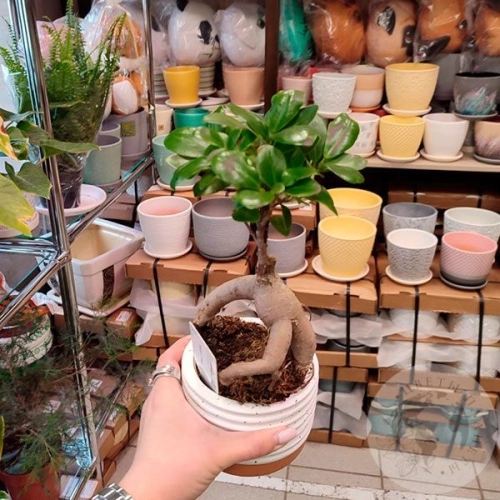 Фикус микрокарпа