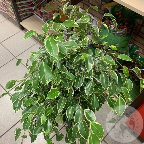 Фикус в магазине Цветы Планеты Фикус