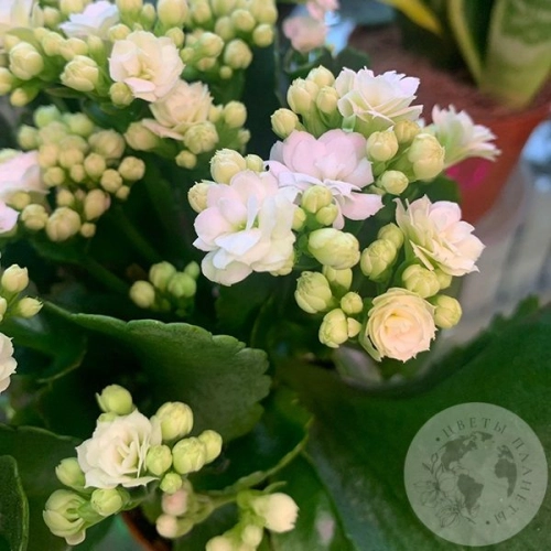 Каланхое белое