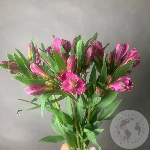 7 Альстромерий ярко-розовых
