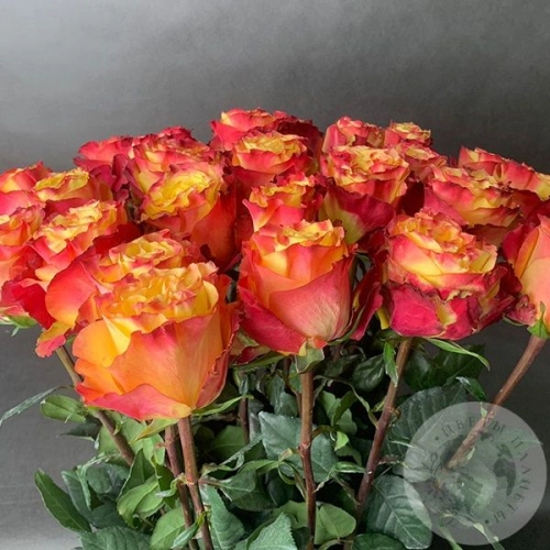 25 роз красно-желтых 80 см. в магазине Цветы Планеты