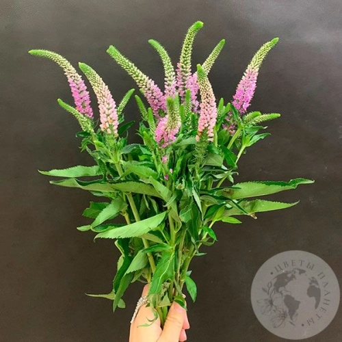 Вероника розовая 9 шт. в магазине Цветы Планеты