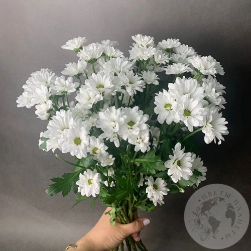 11 белых Сантини в магазине Цветы Планеты