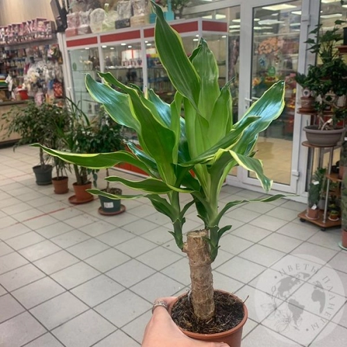 Драцена Душистая