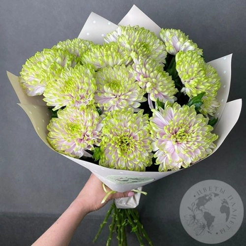 13 хризантем зеленых