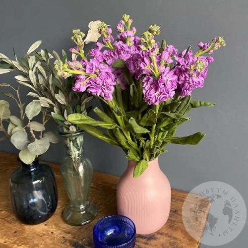 Маттиола розовая 7 шт. в магазине Цветы Планеты