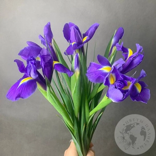 7 синих ирисов в магазине Цветы Планеты