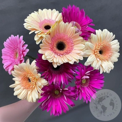 9 гербер розовых