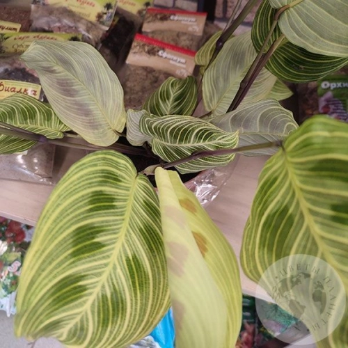 Маранта в магазине Цветы Планеты