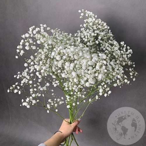 Гипсофила белая 5 шт. Гипсофила белая 5 шт. в магазине Цветы Планеты