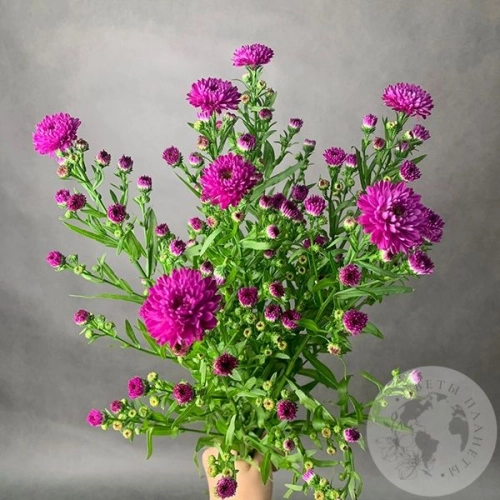 Астер розовый 7 шт. в магазине Цветы Планеты