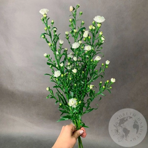 Астер белый 3 шт. в магазине Цветы Планеты