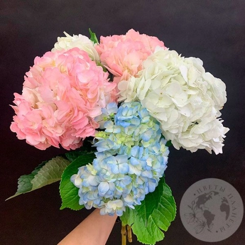 5 гортензий микс