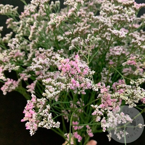 Лимониум розовый 15 шт. в магазине Цветы Планеты