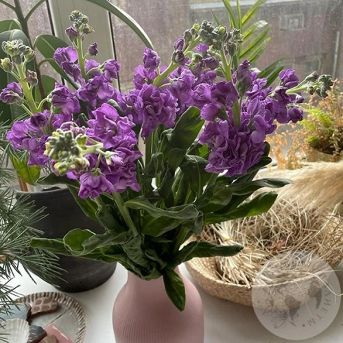 Маттиола сиреневая 7 шт. в магазине Цветы Планеты