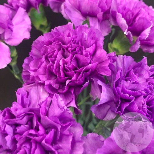 Лунная гвоздика 13 шт. в магазине Цветы Планеты