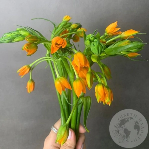 Орнитогалум оранжевый 7 шт. в магазине Цветы Планеты