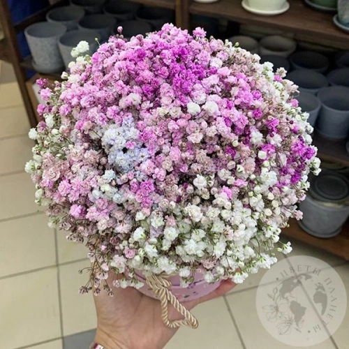 Букет гипсофил в коробке "Светлое чувство"