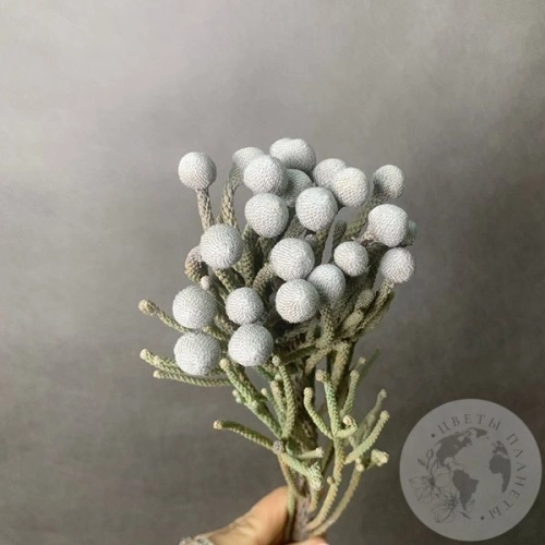 Бруния в магазине Цветы Планеты