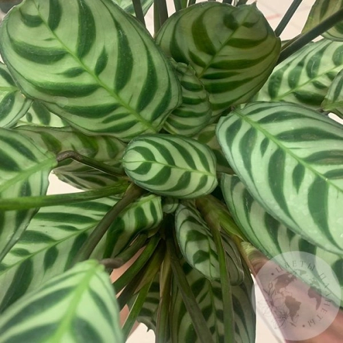 Калатея Макоя