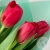 3 тюльпана красных 3 тюльпана красных в магазине Цветы Планеты