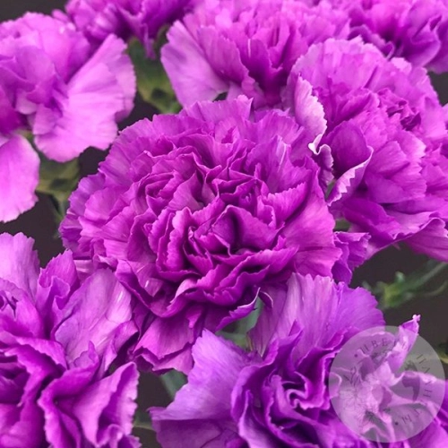 Лунная гвоздика 11 шт. в магазине Цветы Планеты