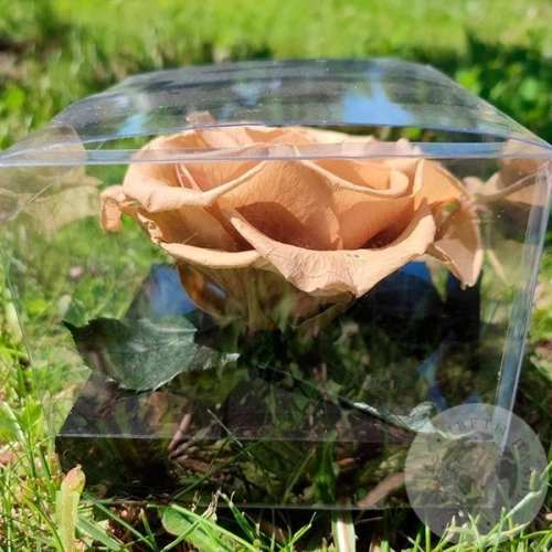 Стабилизированная роза светло-коричневая в магазине Цветы Планеты