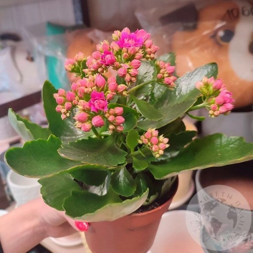 Каланхое в магазине Цветы Планеты